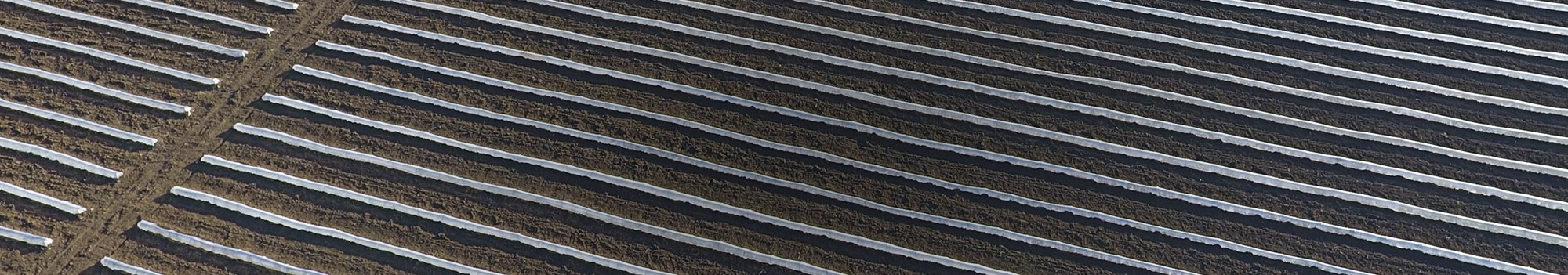 low-tunnels-cabecera.jpg
